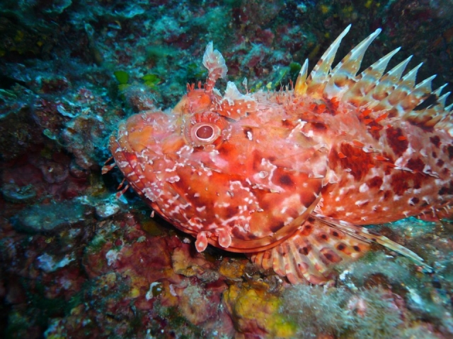  Las bellezas de nuestro mar 